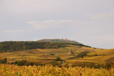 Scenic view of agricultural field against sky