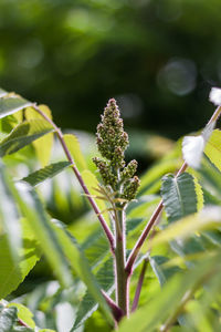 Close-up of plant