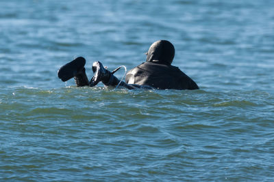 Turtle swimming in sea