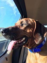 Close-up of dog in car