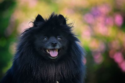 Portrait of black dog