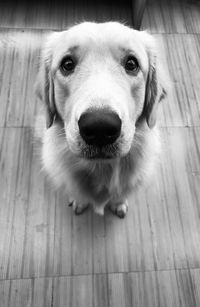 Close-up portrait of dog