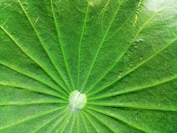 Full frame shot of green leaves