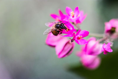 Close-up of bee pollinating on pink flower