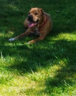 Close-up of dog on field