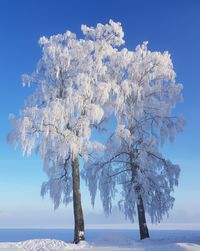 Trees on snow covered tree against sky