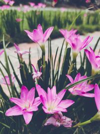 Close-up of pink flowering plants