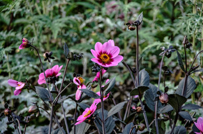 Close-up of pink flowering plants