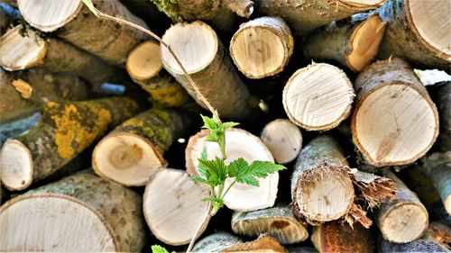 Close-up of logs in forest