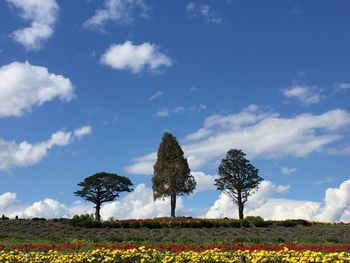 Trees on field against cloudy sky