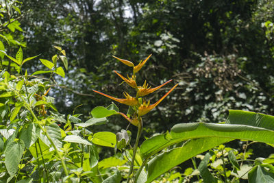 Close-up of insect on plant