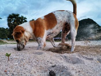 Close-up of a dog on the ground