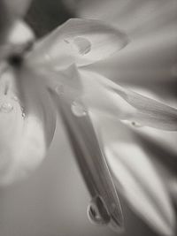 Close-up of flower