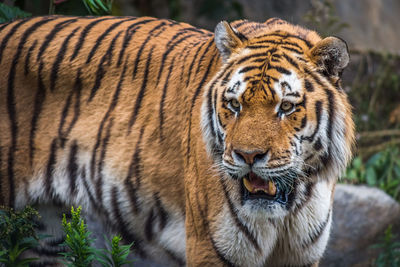 animal themes
