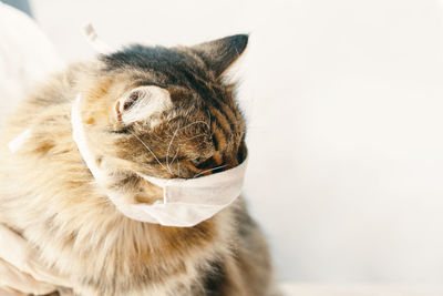 Close-up of a cat looking away