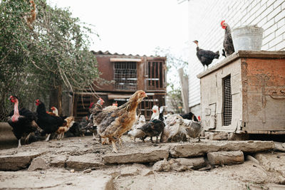 Flock of birds on a building