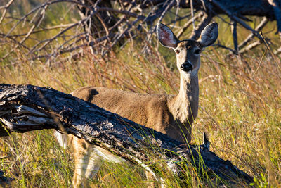 Portrait of horse on field