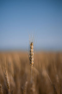 Close-up of wheat growing in field against clear sky