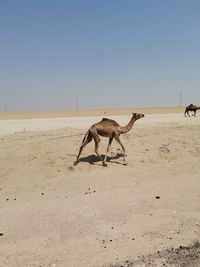 View of a horse on sand