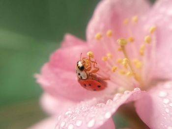 Close-up of bee pollinating on pink flower