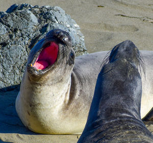 Elephant seals fighting on beach looking funny with pink mouth open 