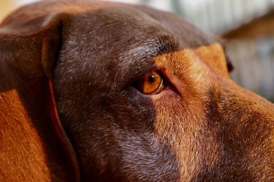 Close-up of dog looking away dog eyes old dog vizsla hungarian vizsla portraitdog eye