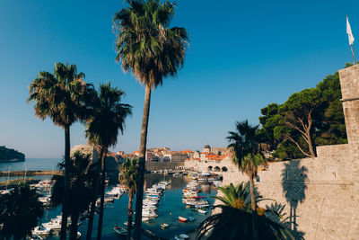 Scenic view of palm trees by sea against clear blue sky