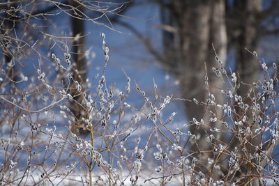 Close-up of frozen plant