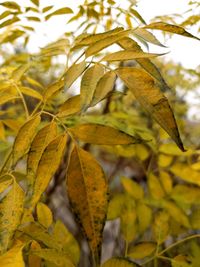 Close-up of yellow maple leaves