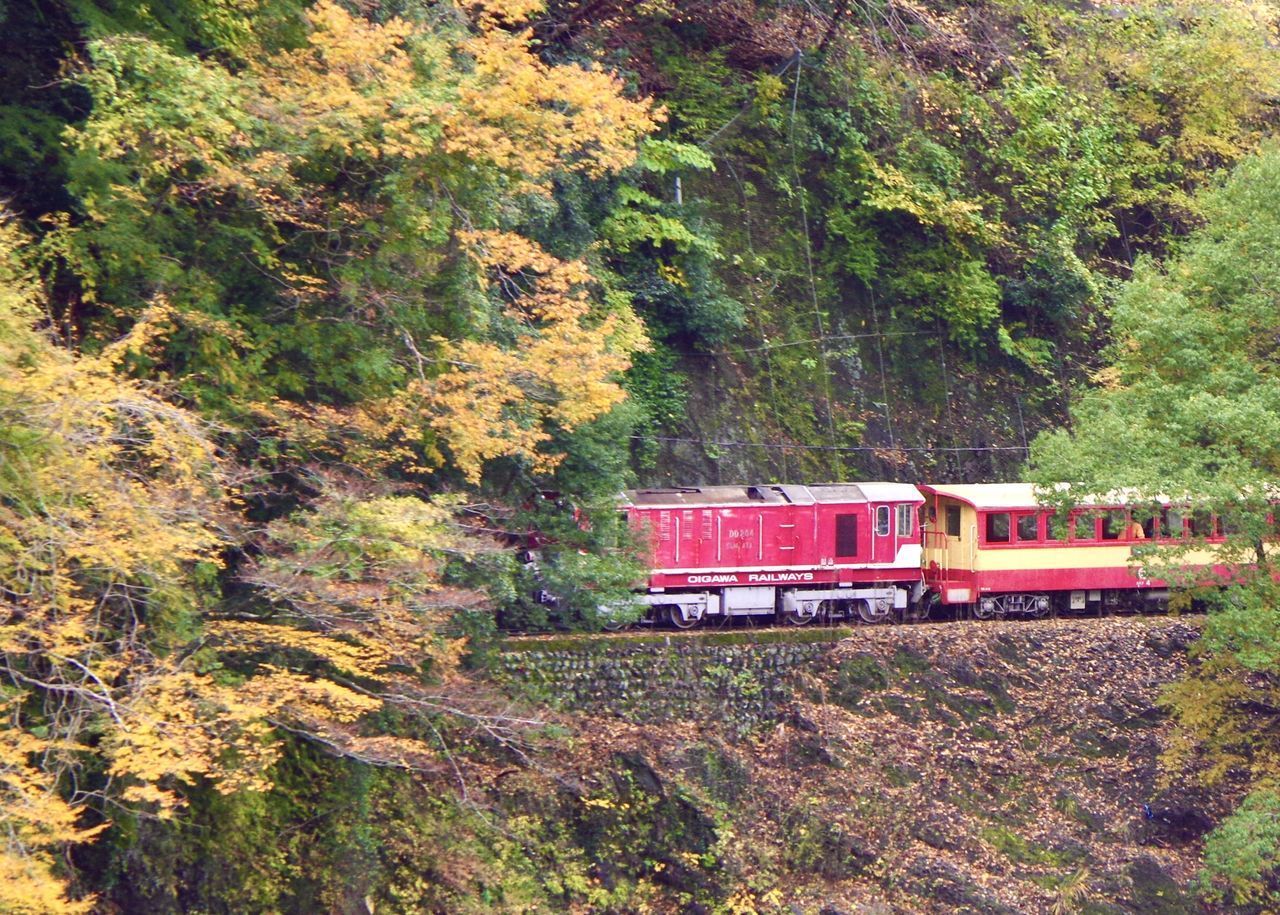 TRAIN IN FOREST