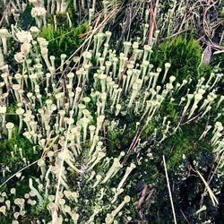 Full frame shot of plants