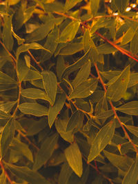 Leaves nature background