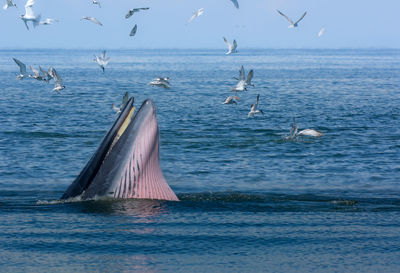 Seagulls flying by whale in sea