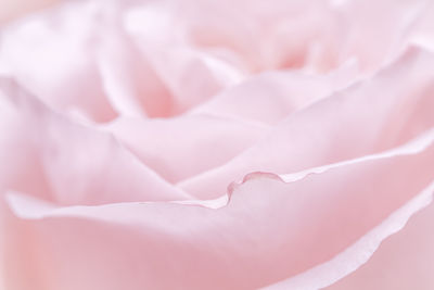 Full frame shot of rose