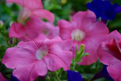 Close-up of pink flowers