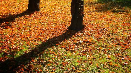 Autumn leaves on field