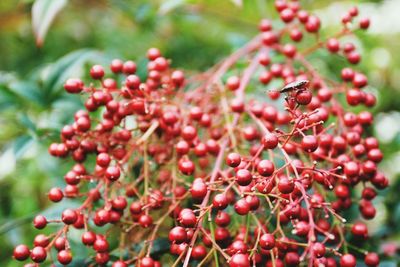 Close-up of berries on tree