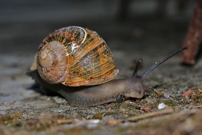 Close-up of snail on land