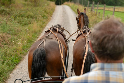 Two saxon thuringian heavy warm blood pull a carriage into green landscape. 2 horses