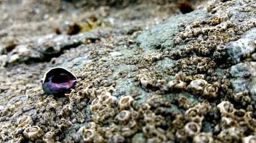 Close-up of crab on sand