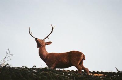 Deer standing on field against sky