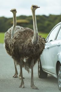 Close-up of ostrich standing on road