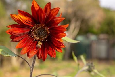 Close-up of red flower