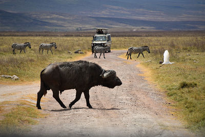 Buffalo with companion bird taking flight after riding on back . photo taken on safari. 