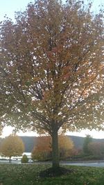 Trees in park against sky