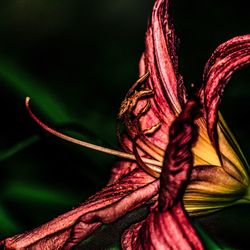 Close-up of butterfly on flower