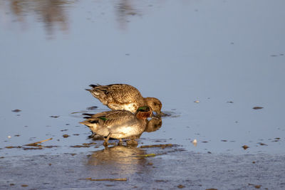 Duck swimming in lake