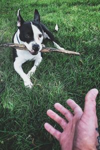 Low section of person with dog on grass