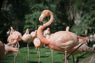 Flock of birds on field