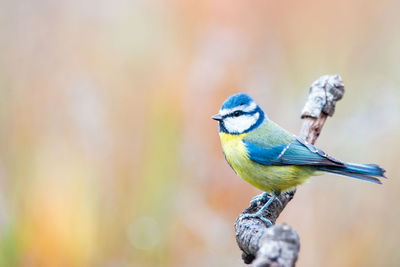 Close-up of bird perching